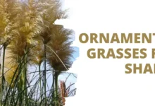 ornamental grasses for shade